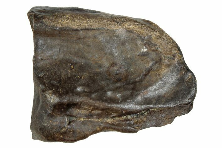 Fossil Dinosaur (Triceratops) Shed Tooth - Montana #288099